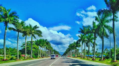tagum city palm trees
